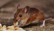 24 Hour & Emergency Exterminators in Cavalier, ND